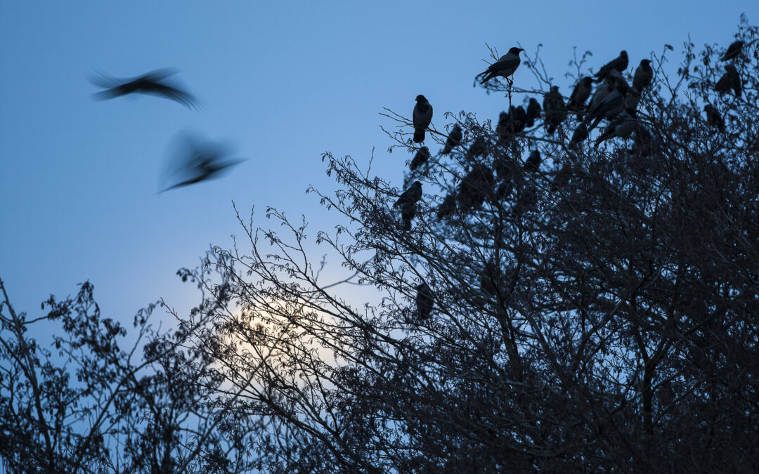 Morgenkråketur på Mostun natursenter