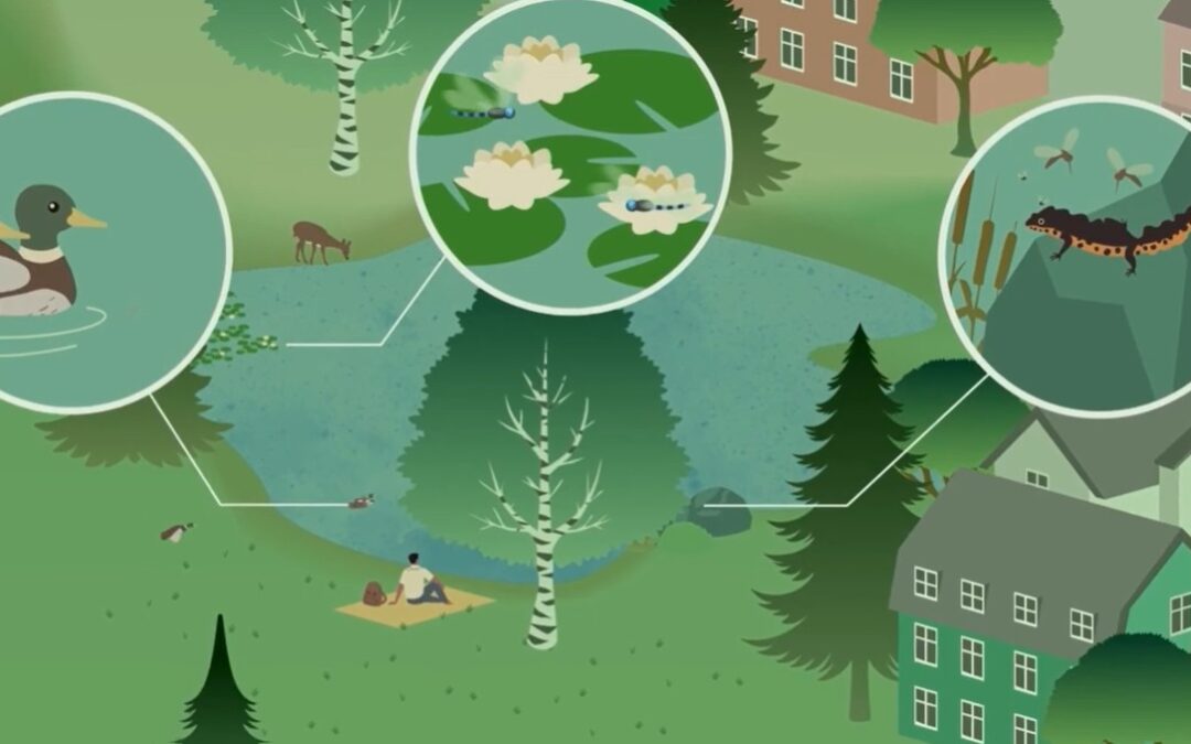 Animasjonsfilm om økosystemtjenester