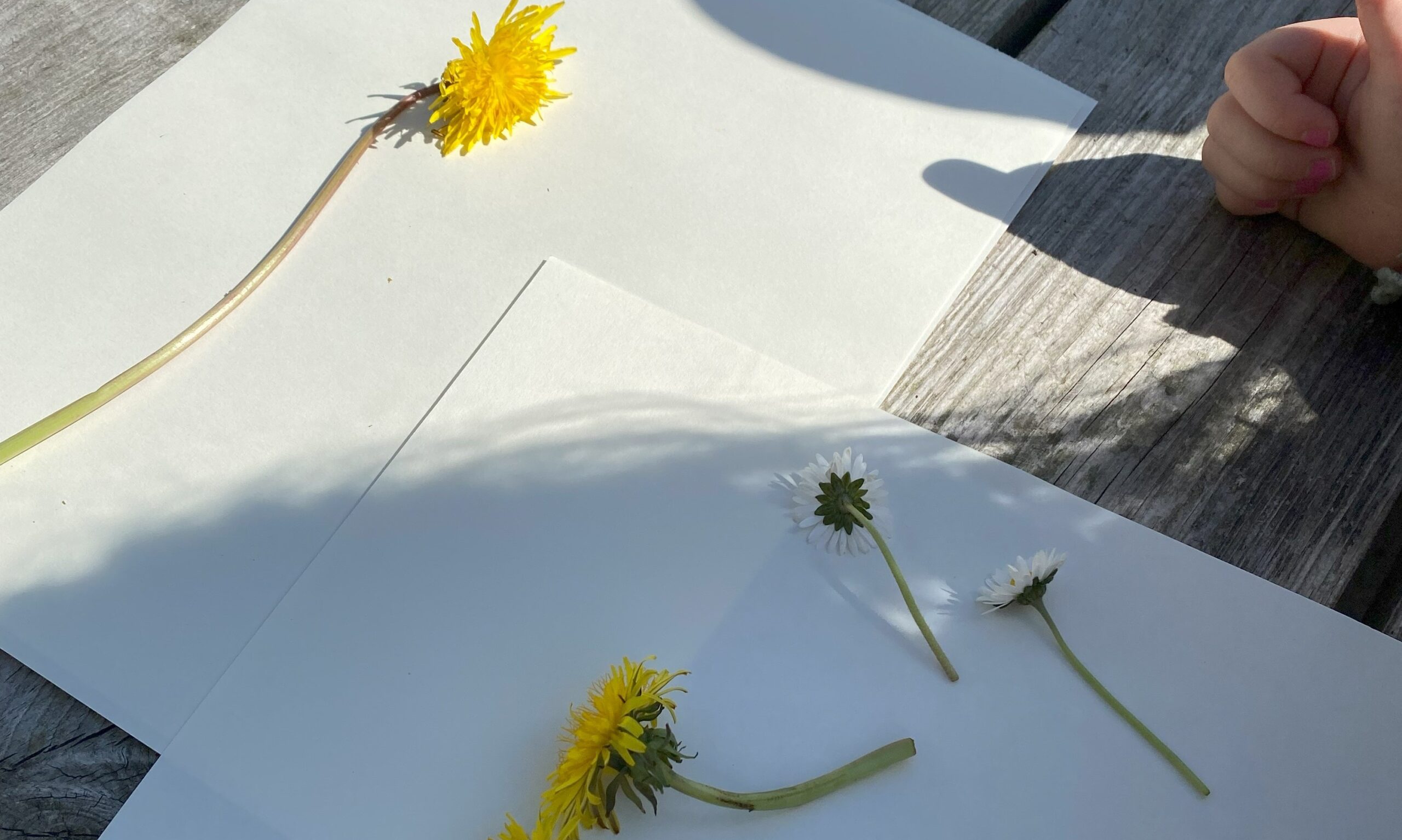 Blomster barnehage