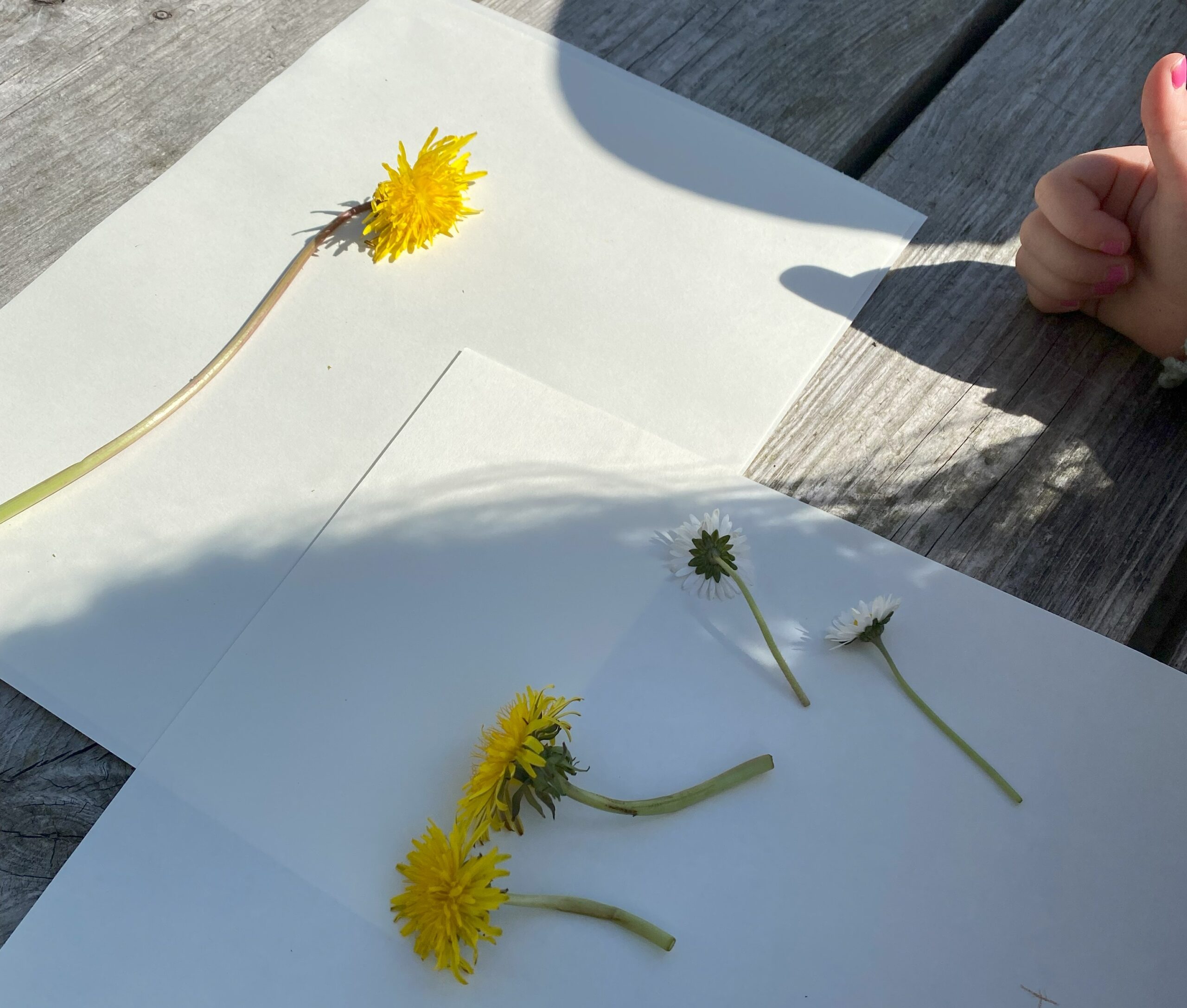 Blomster barnehage