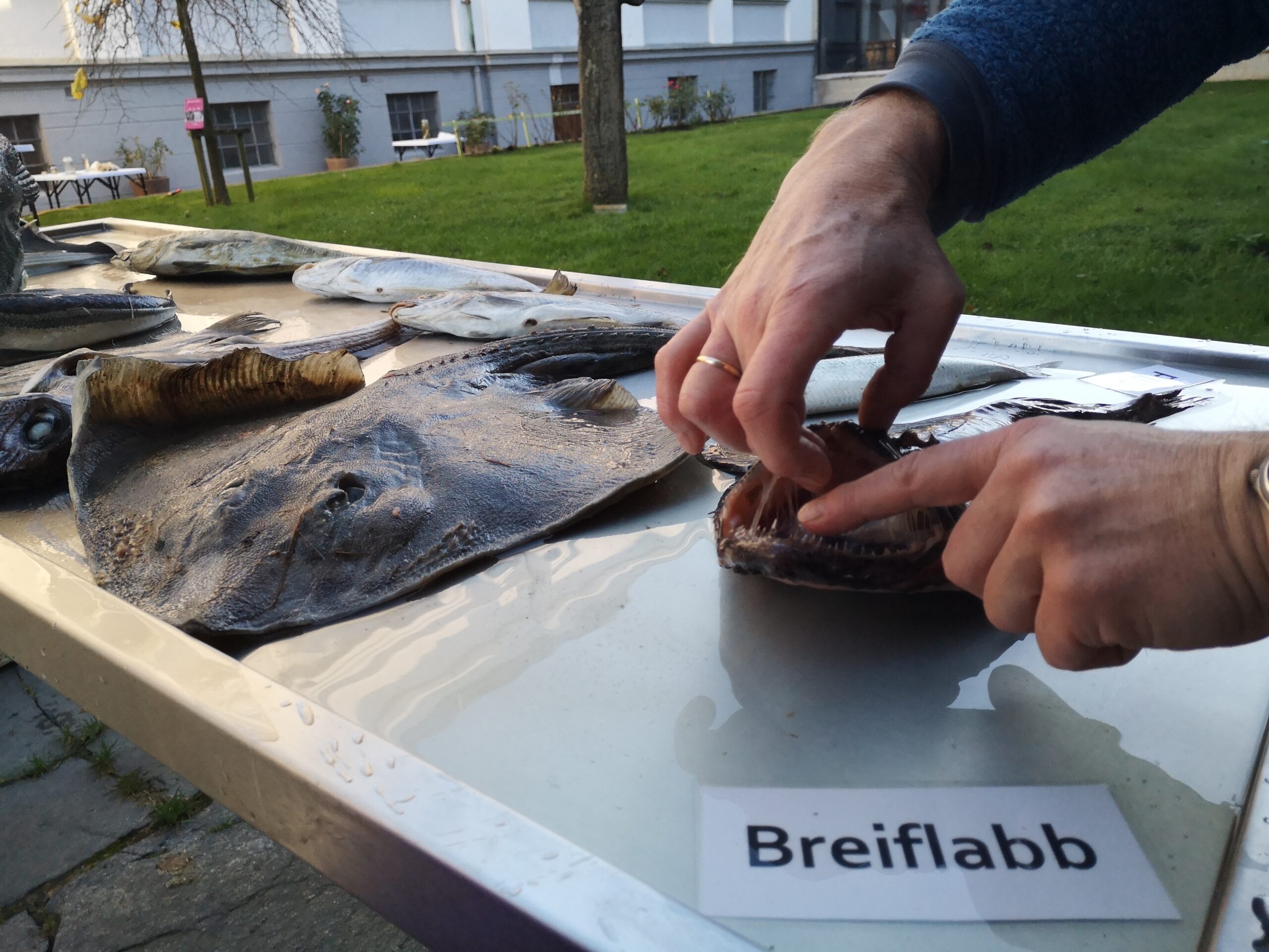 Breiflabb
