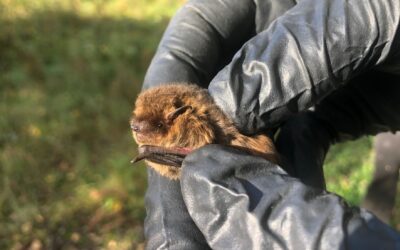 Flaggermussafari på Mostun