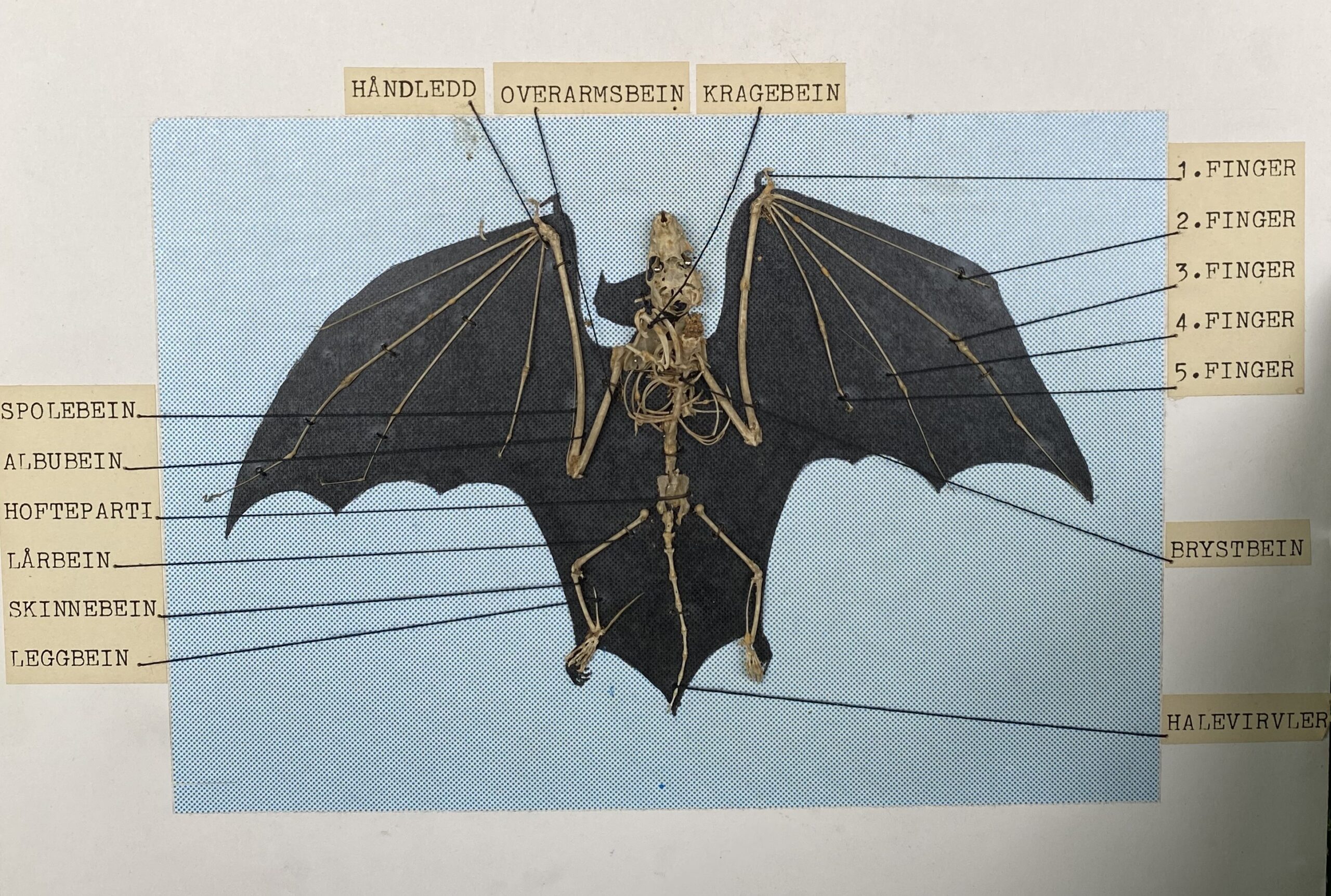 Flaggermusundervisning