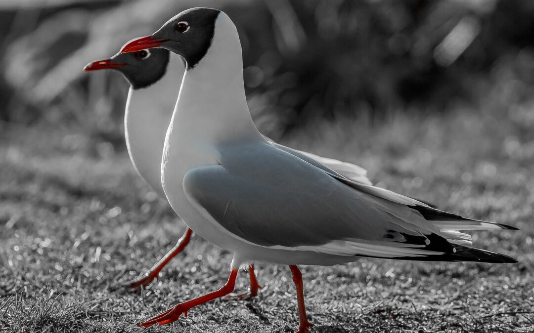 Nasjonal hettemåkekonferanse på Mostun