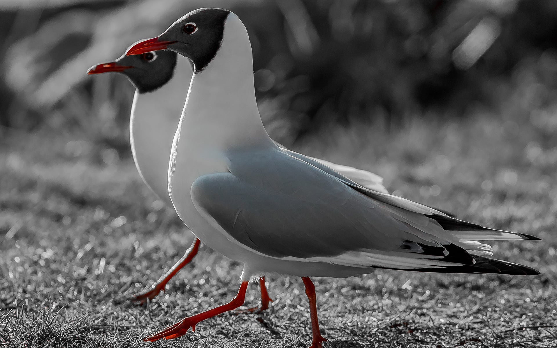 Foto: Stein Johan Warland