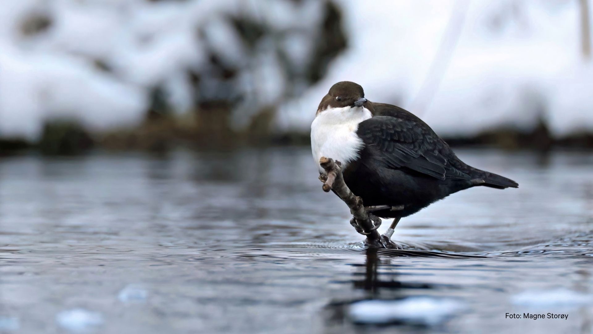 Foto: Magne Storøy