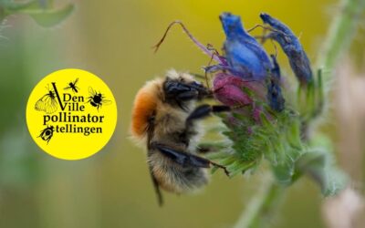Pollinatortelling på Orre og Mostun i august