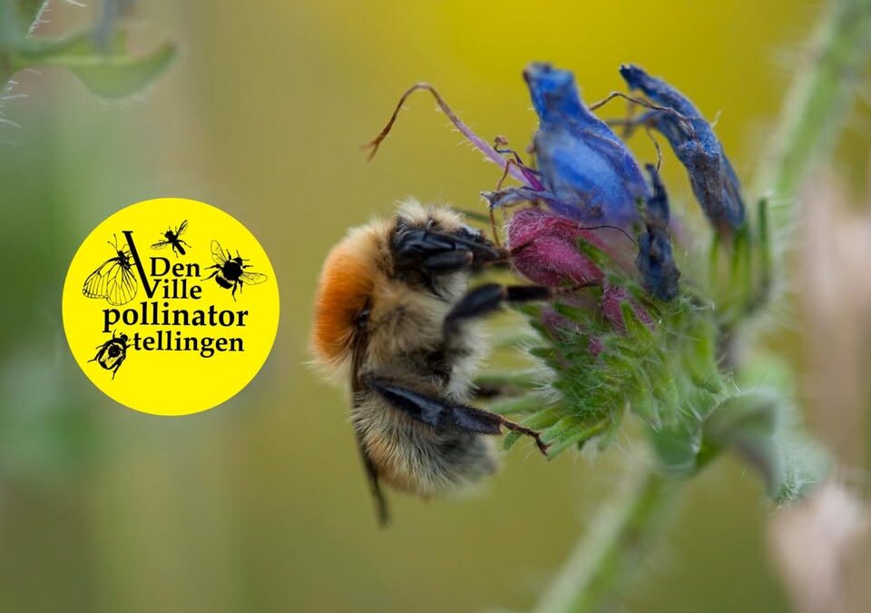 Pollinatortelling på Orre og Mostun i august