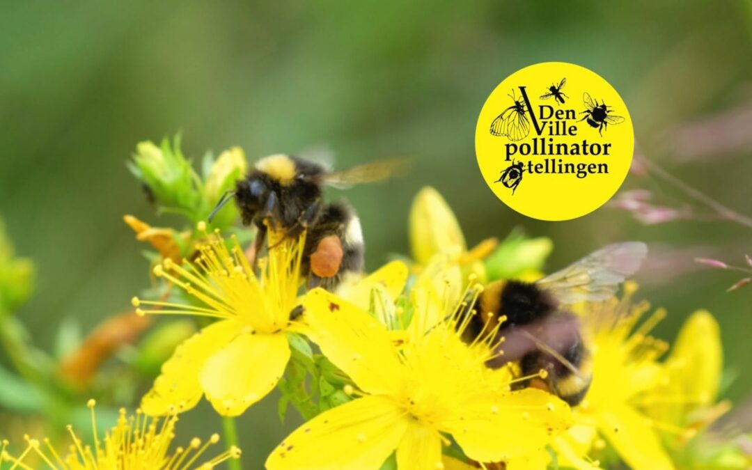 Den ville pollinatortellingen på Orre og Mostun i sommer