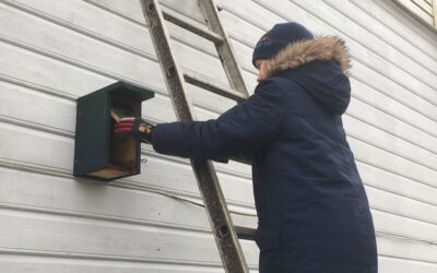 Nå er tiden for å rengjøre fuglekasser