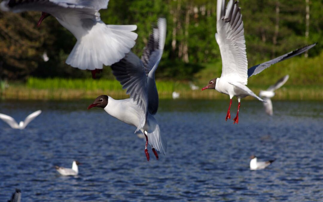 Hettemåker foto Anncarls