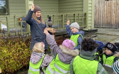 Fortelling og formidling om kråkefugler